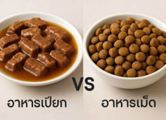 อาหารเปียกหรืออาหารเม็ดดีกว่ากัน เลือกแบบไหนเหมาะกับสัตว์เลี้ยงของคุณ อาหารเปียกหรืออาหารเม็ดดีกว่ากัน