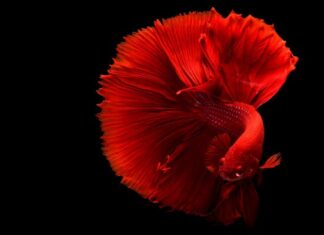 รีวิวสายพันธุ์ปลาเบต้า (Betta) สีสวย เลี้ยงง่าย เหมาะกับมือใหม่ รีวิวสายพันธุ์ปลาเบต้า (Betta) เลี้ยงง่ายสีสวย