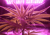 เลือกพืชแบบไหนเมื่อเวลาพื้นที่ไม่เท่ากัน: อ่านความต่างของ Autoflower และ Photoperiod ก่อนตัดสินใจ เลือกพืชแบบไหนเมื่อเวลาพื้นที่ไม่เท่ากัน: อ่านความต่างของ Autoflower และ Photoperiod ก่อนตัดสินใจ