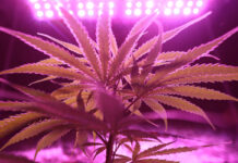 เลือกพืชแบบไหนเมื่อเวลาพื้นที่ไม่เท่ากัน: อ่านความต่างของ Autoflower และ Photoperiod ก่อนตัดสินใจ เลือกพืชแบบไหนเมื่อเวลาพื้นที่ไม่เท่ากัน: อ่านความต่างของ Autoflower และ Photoperiod ก่อนตัดสินใจ