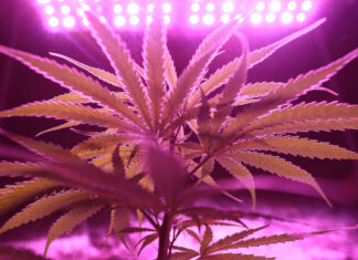 เลือกพืชแบบไหนเมื่อเวลาพื้นที่ไม่เท่ากัน: อ่านความต่างของ Autoflower และ Photoperiod ก่อนตัดสินใจ เลือกพืชแบบไหนเมื่อเวลาพื้นที่ไม่เท่ากัน: อ่านความต่างของ Autoflower และ Photoperiod ก่อนตัดสินใจ