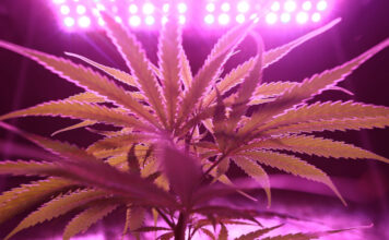 เลือกพืชแบบไหนเมื่อเวลาพื้นที่ไม่เท่ากัน: อ่านความต่างของ Autoflower และ Photoperiod ก่อนตัดสินใจ เลือกพืชแบบไหนเมื่อเวลาพื้นที่ไม่เท่ากัน: อ่านความต่างของ Autoflower และ Photoperiod ก่อนตัดสินใจ
