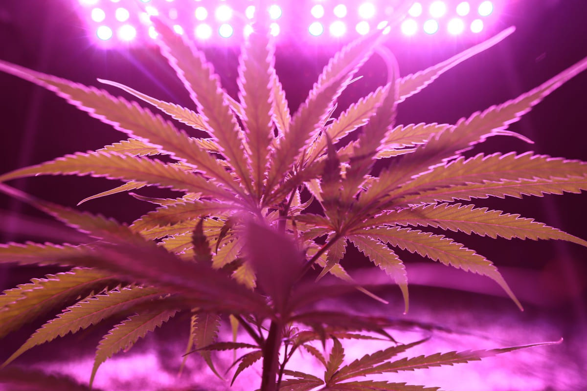 เลือกพืชแบบไหนเมื่อเวลาพื้นที่ไม่เท่ากัน: อ่านความต่างของ Autoflower และ Photoperiod ก่อนตัดสินใจ